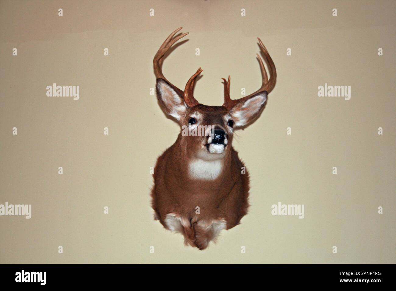 Deer Head on Wall Stock Photo Alamy