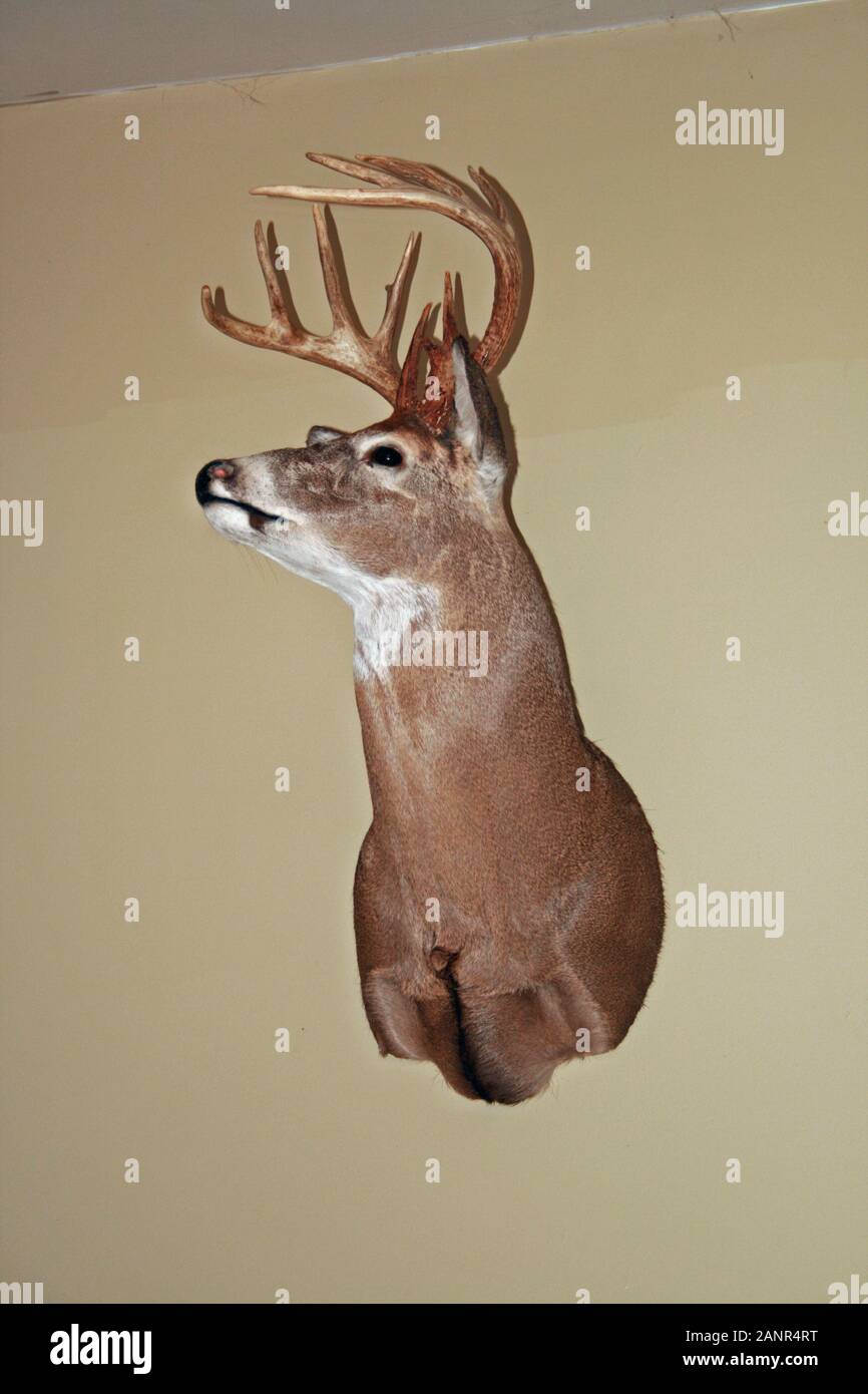 Deer Head on Wall Stock Photo Alamy