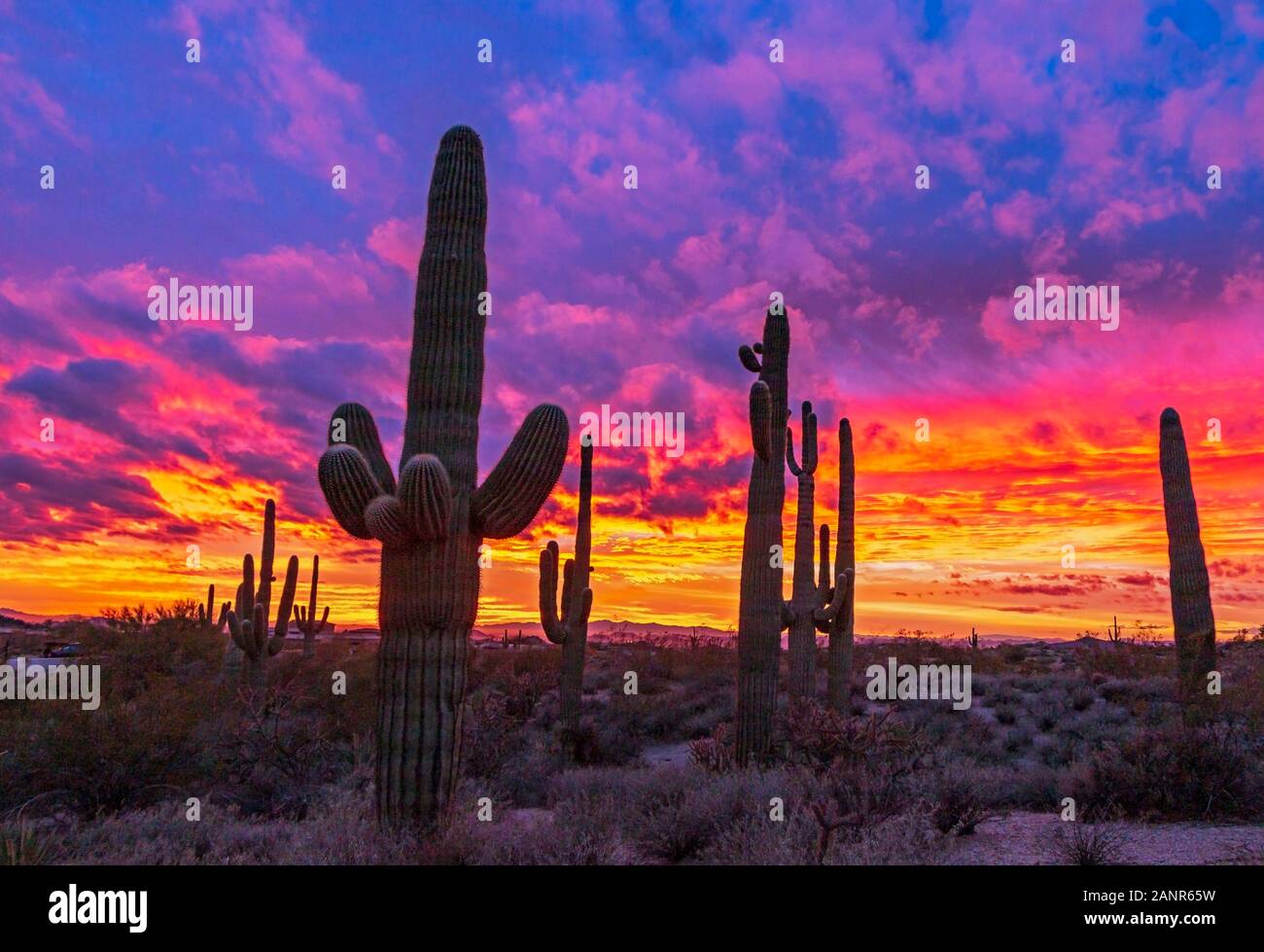 Epic and vibrant Arizona Desert Sunset Landscape with saguaro cactus plants in North Scottsdale Stock Photo