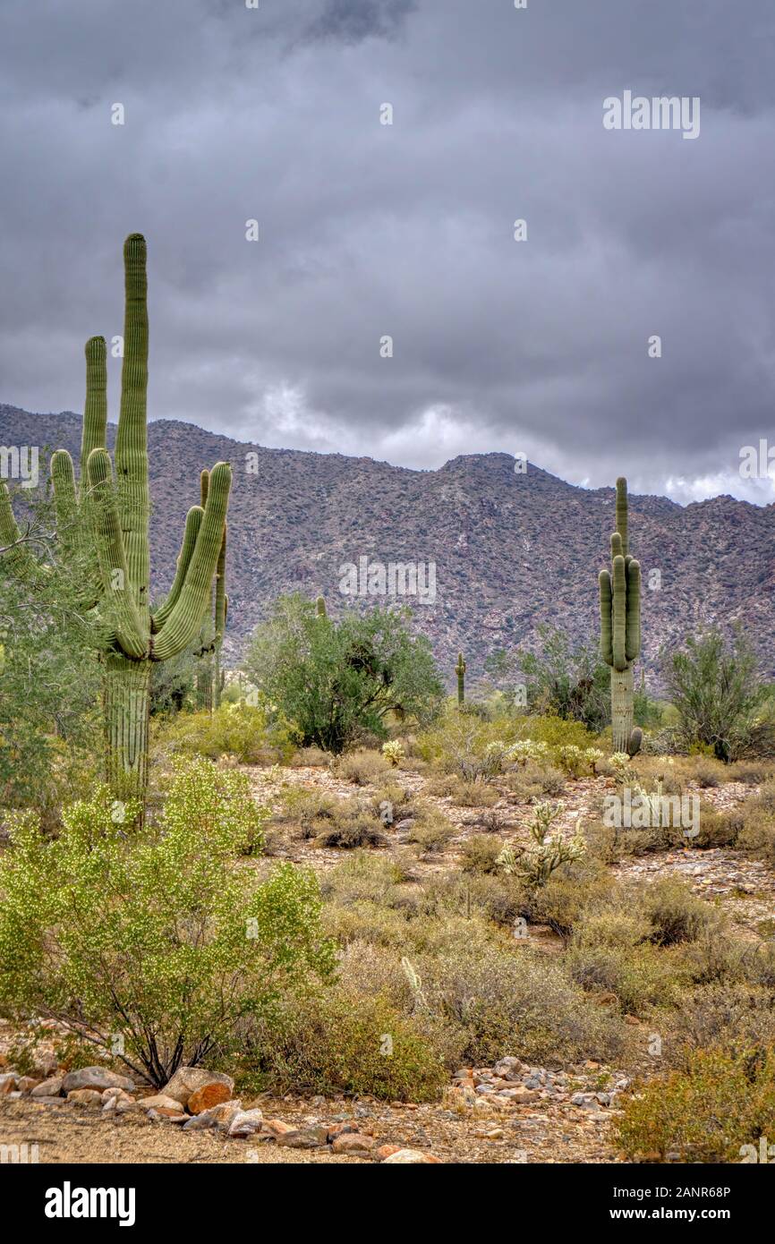 Saguaro and prickly pear cactus blooming along with mesquite and palos verde trees in the White Tank Mountain State Park outside Phoenix, Arizona. Stock Photo
