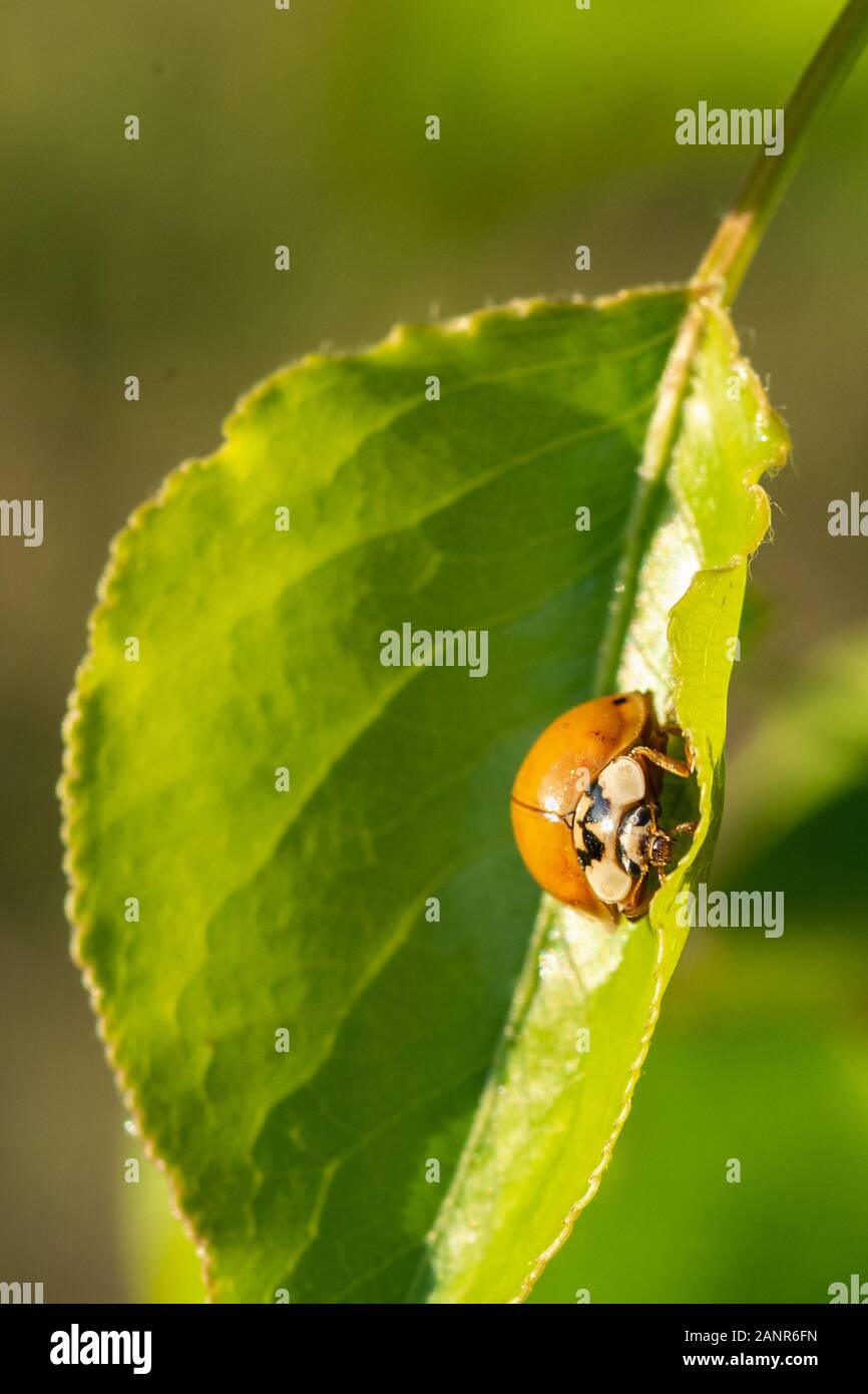 Lady Bug Eating a Crape Myrtle Leaf Stock Photo