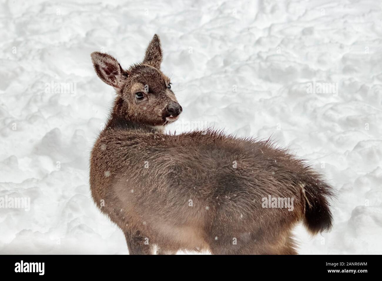 Close-up of a fawn in its first winter, looking dishevelled and confused as it stands alone in the snow, staring over its shoulder at the viewer. Stock Photo