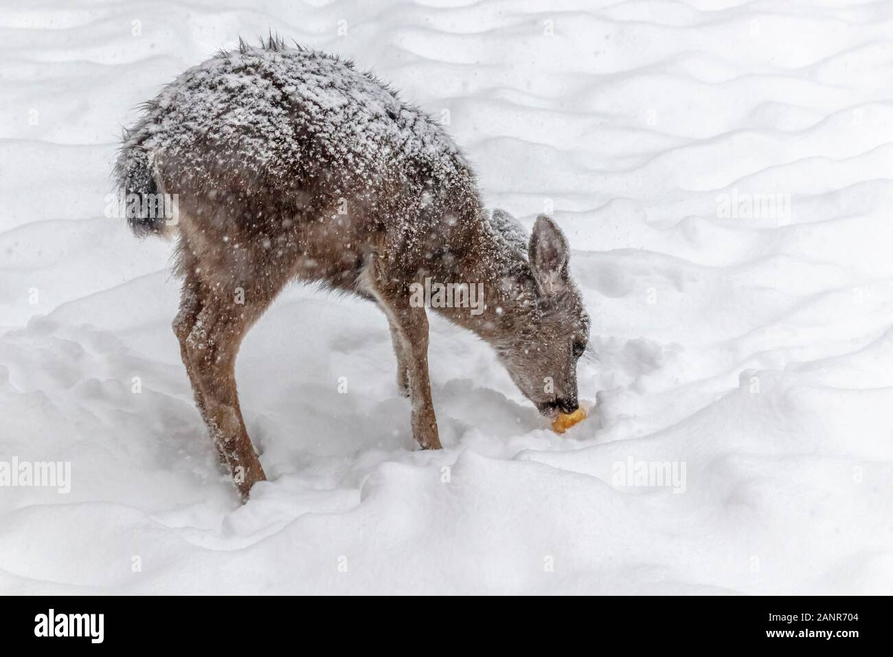 A lone Blacktail deer fawn stands in the snow, hunched up against the cold, its fur coat covered in snowflakes, eating an apple. Stock Photo