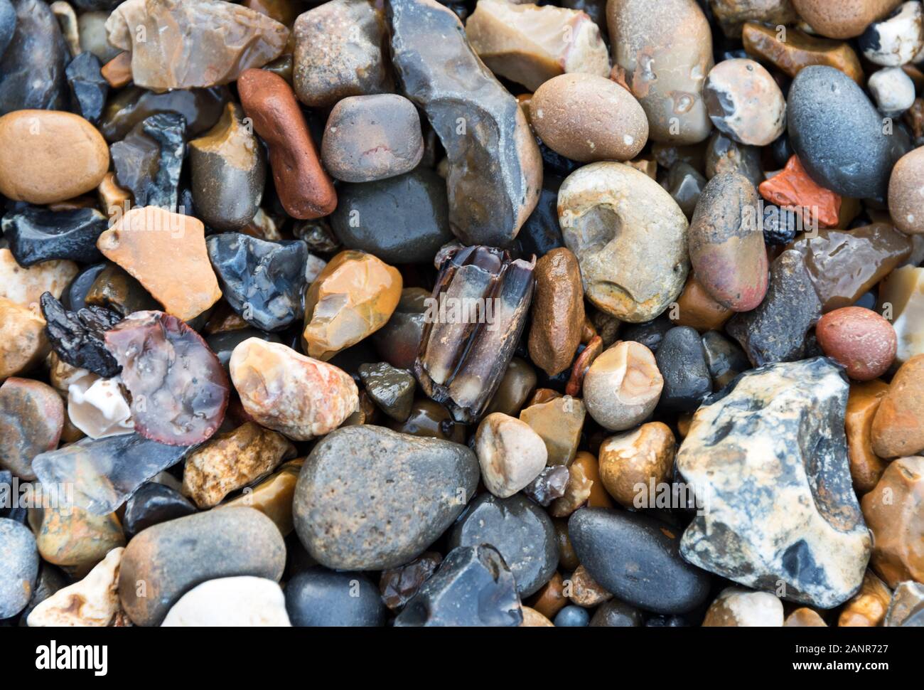 An old herbivore tooth on the foreshore of the Thames, London Stock Photo
