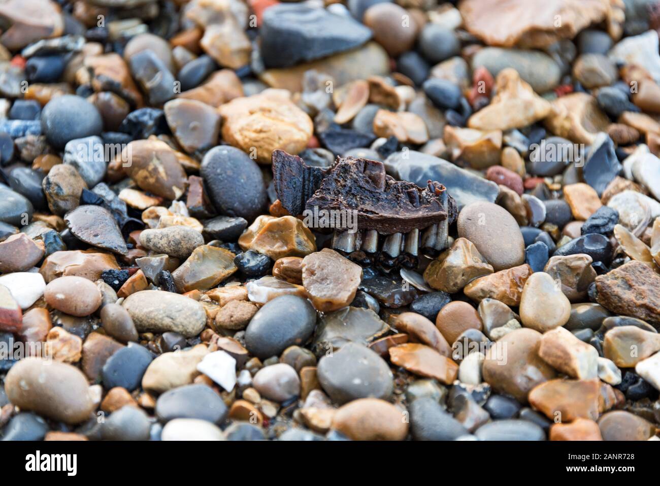Mudlarkers often find very old animal teeth on the Thames foreshore, London. Stock Photo