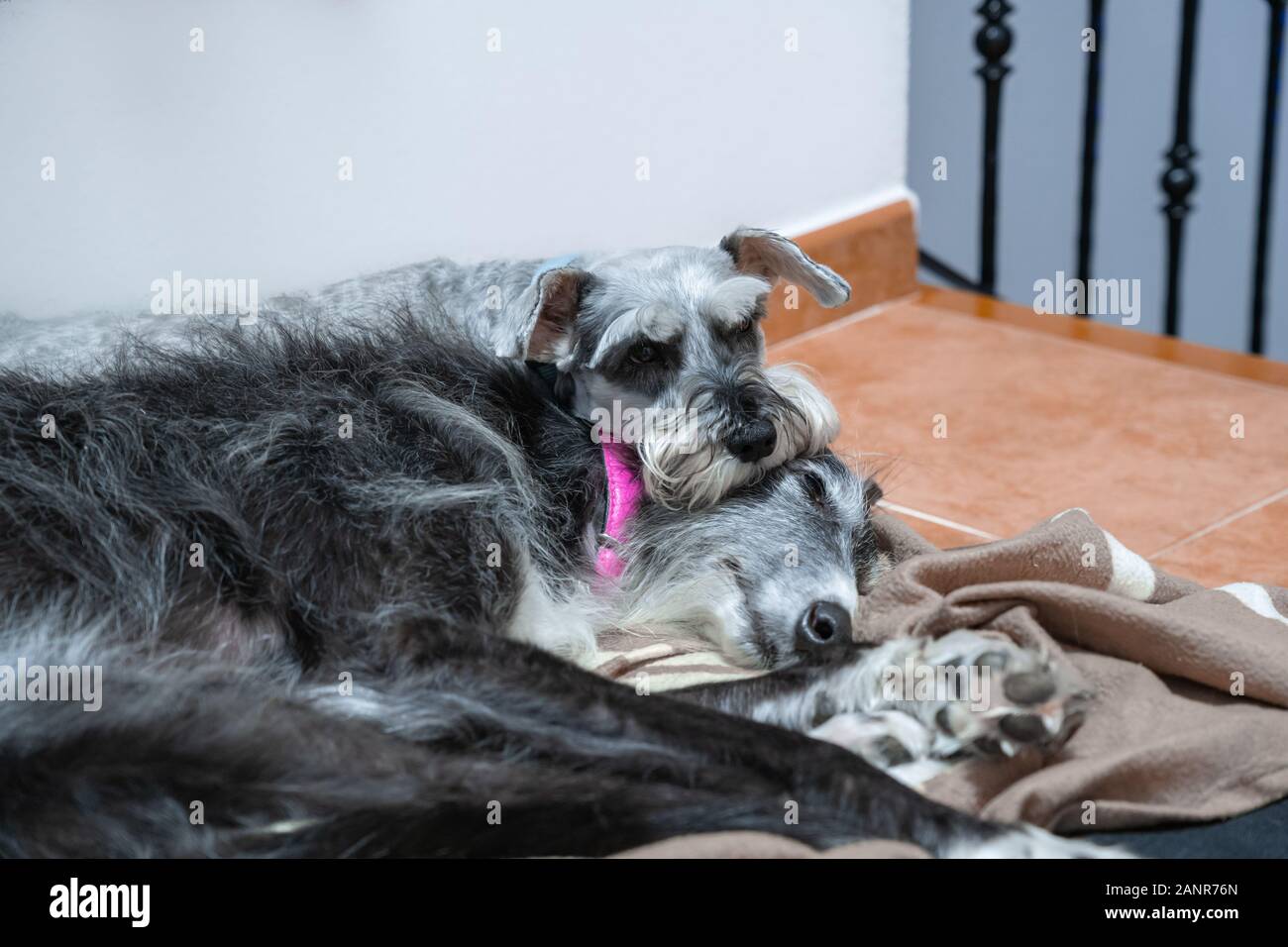 Two dogs sleeping on top of each other, schnauzer on top of greyhound
