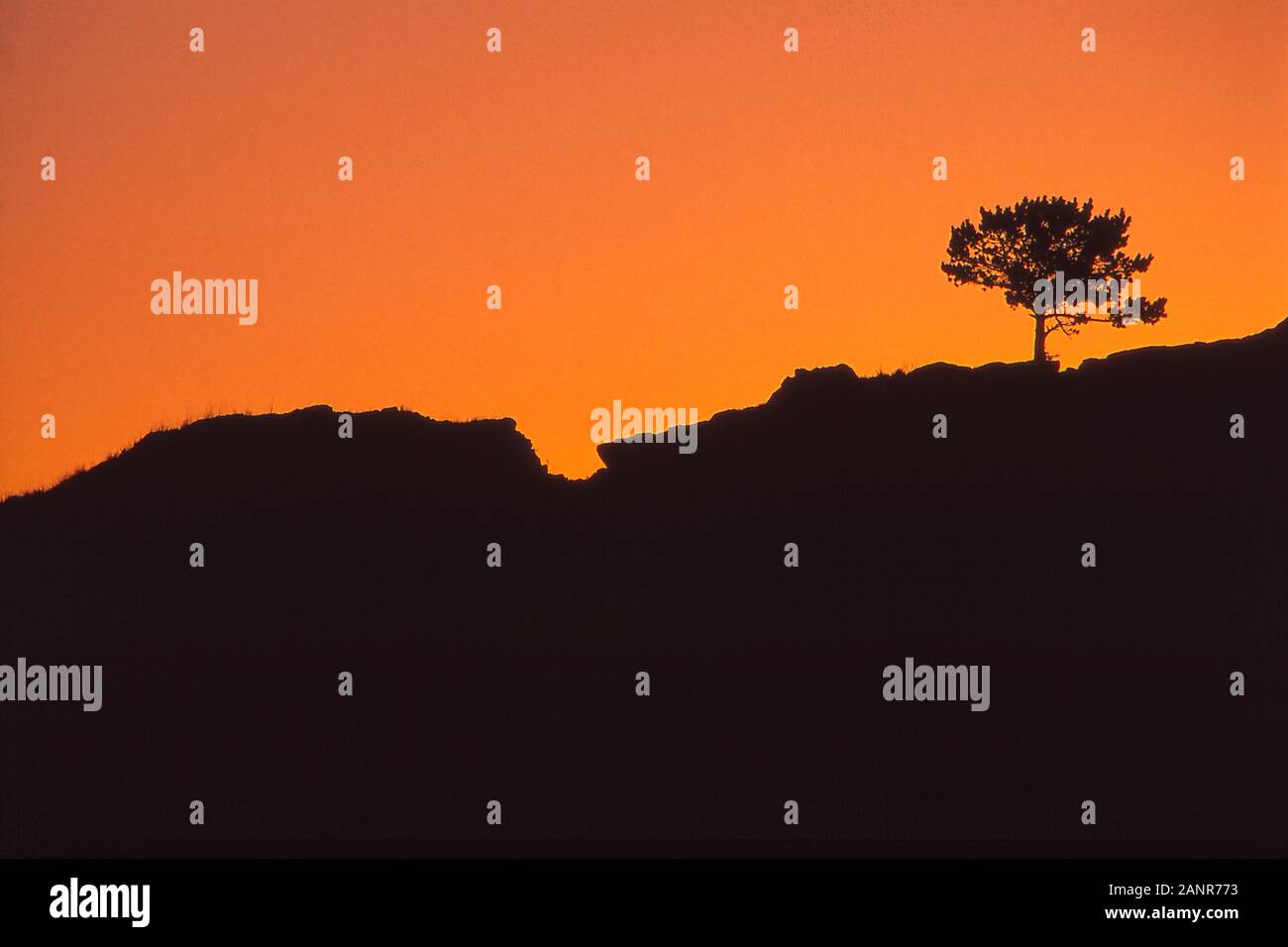 Silhouette of a lone lodge pole pine on a craggy rock hill Stock Photo