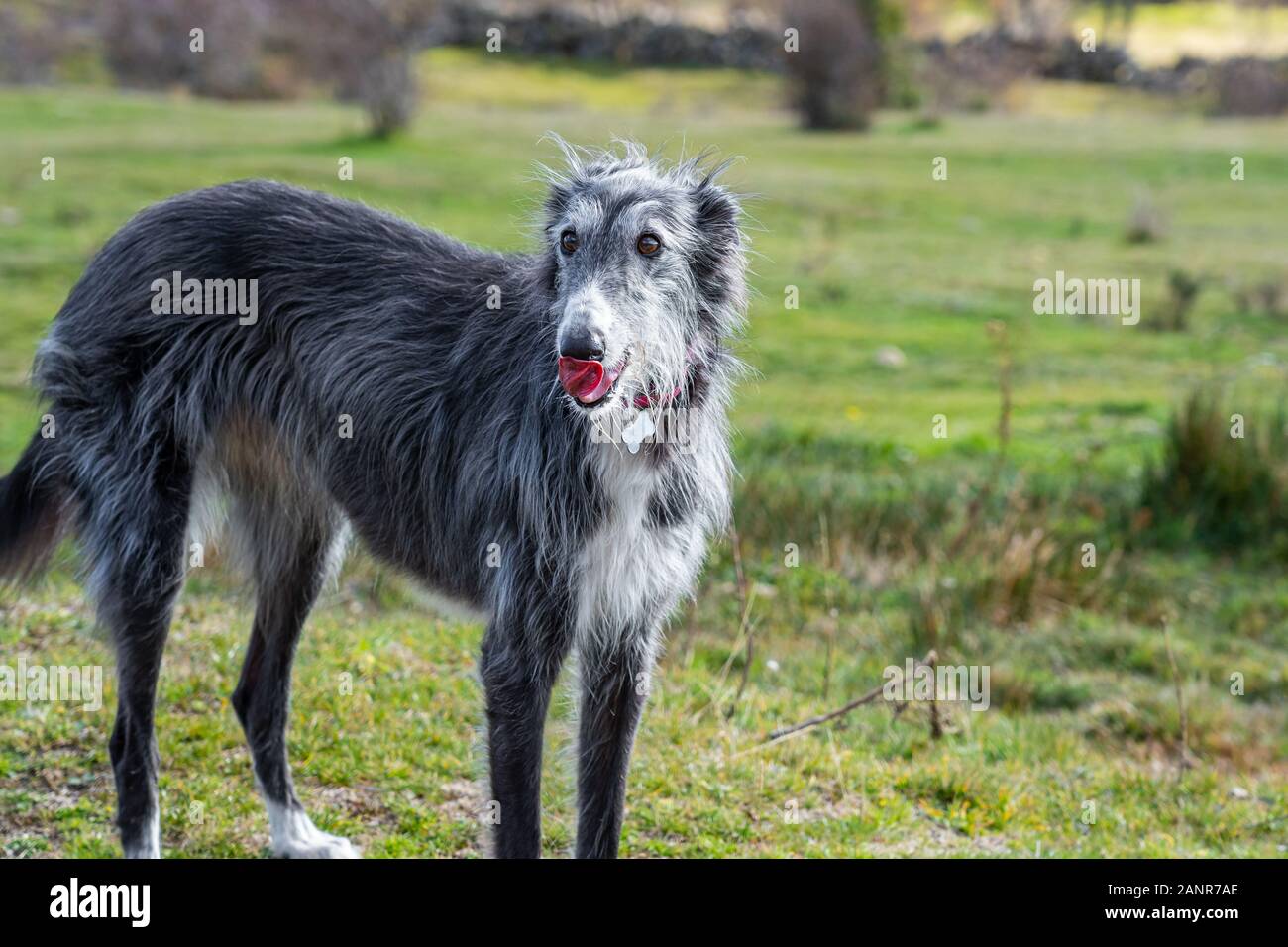 Black Greyhound In The Meadow In Spring Stock Photo 340415446 Alamy