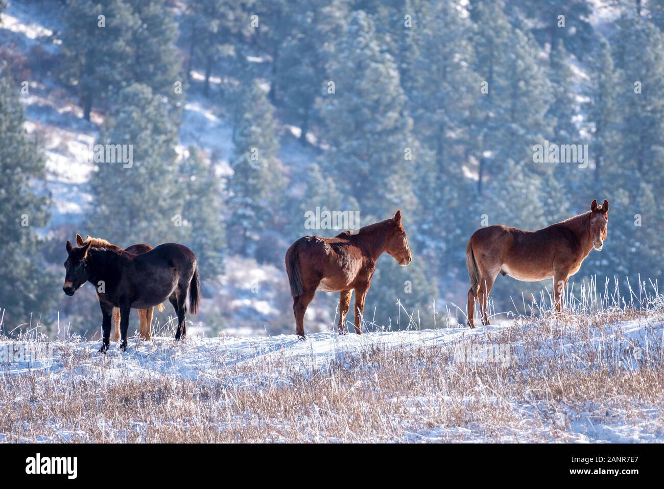 Horses, Lostine Valley, Oregon. Stock Photo