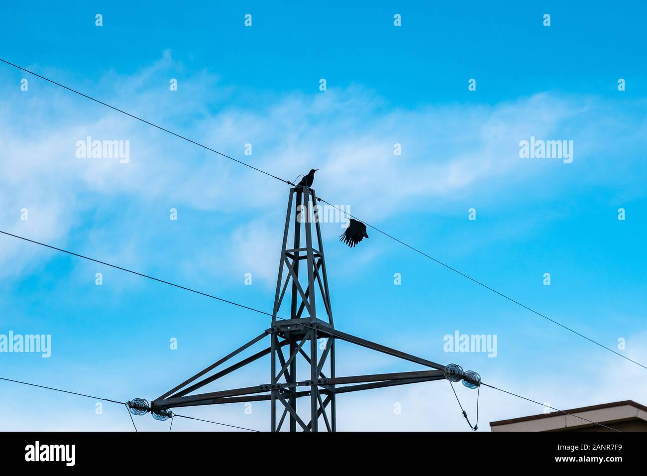 Two black crows perching on an electric tower Stock Photo