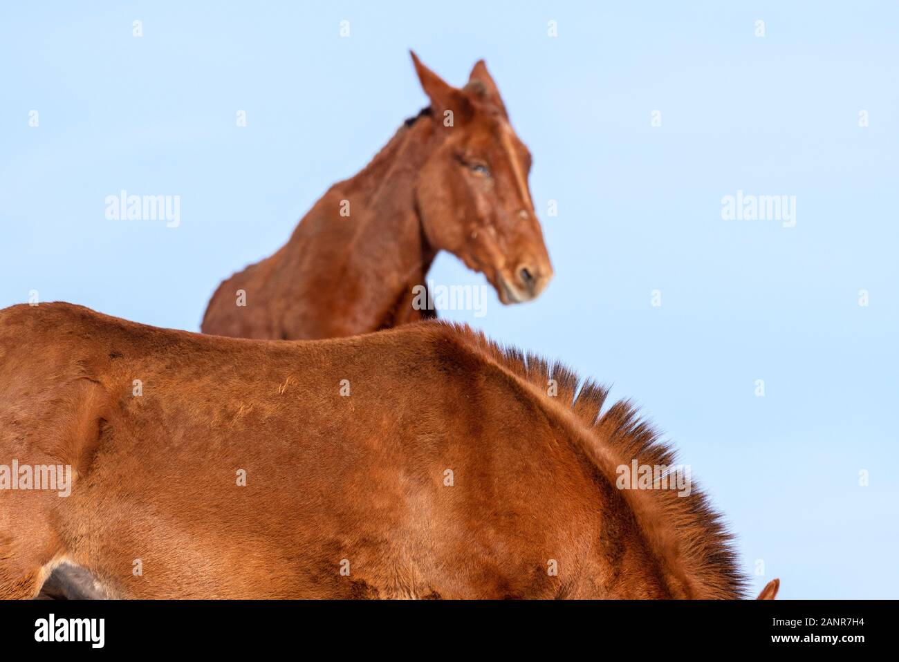 Horses, Lostine Valley, Oregon. Stock Photo
