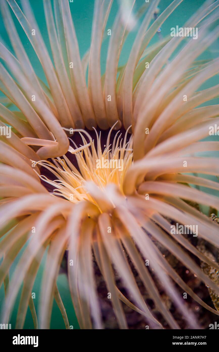 Close-up of a tube dwelling anemone, Mission Bay, San Diego CA Stock Photo