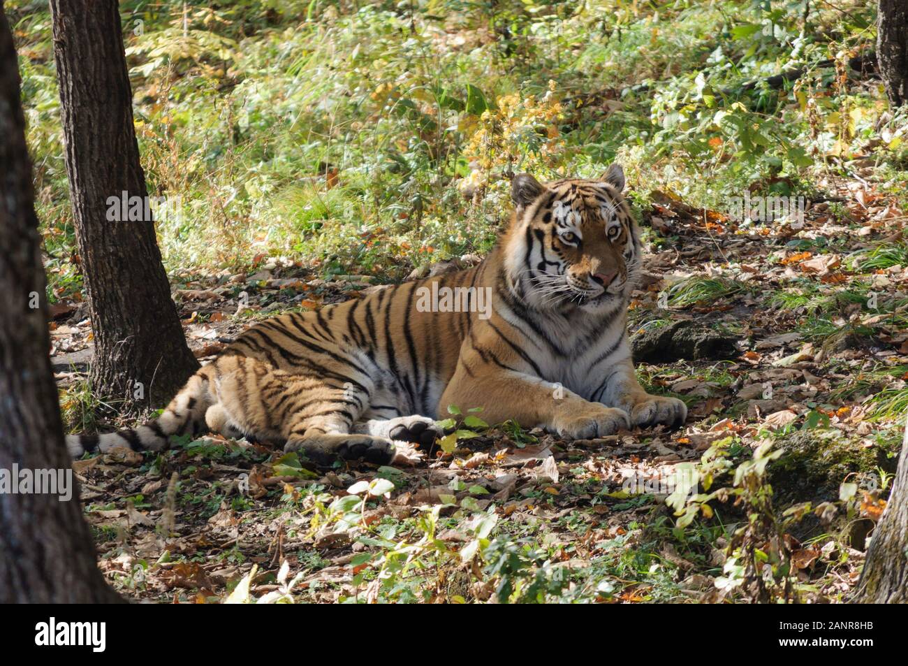 Tiger jungle wallpaper hi-res stock photography and images - Alamy Tiger jungle wallpaper hi-res stock photography and images - Alamy