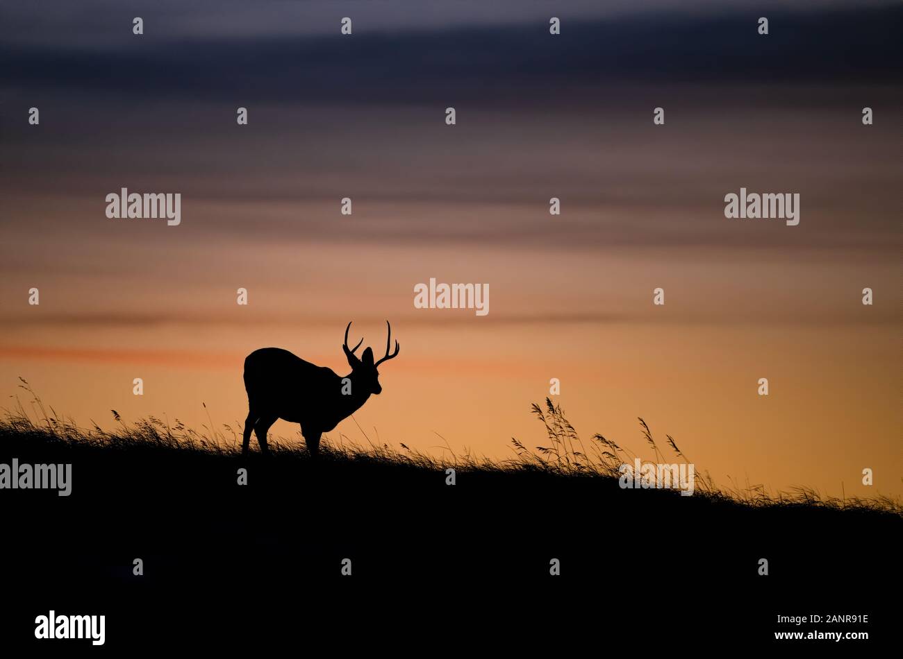 Mule Deer Silhouette Stock Photo - Alamy