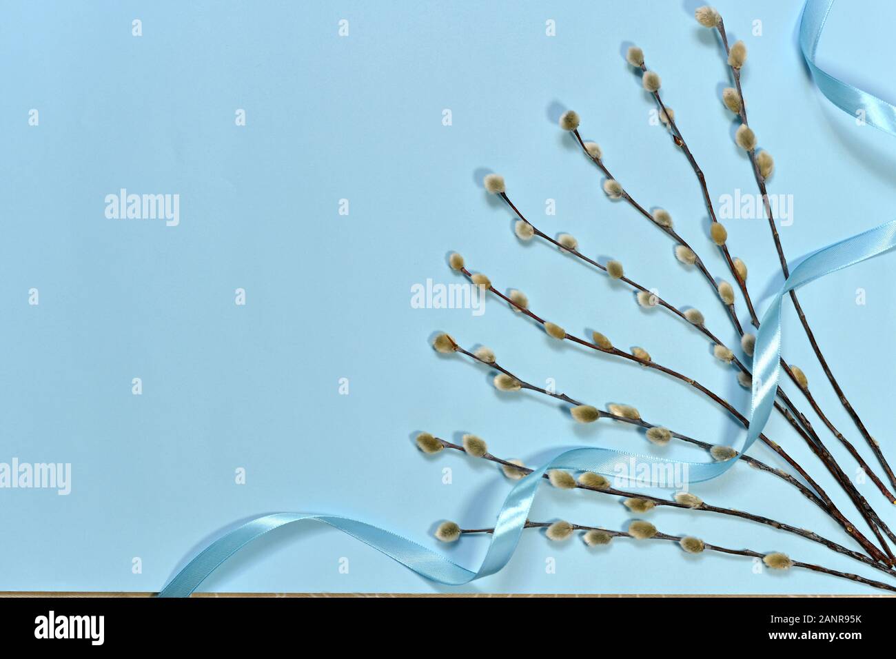 The sprigs of the spring willow are spread out by a fan and a blue satin ribbon thrown from above on a blue background. Stock Photo