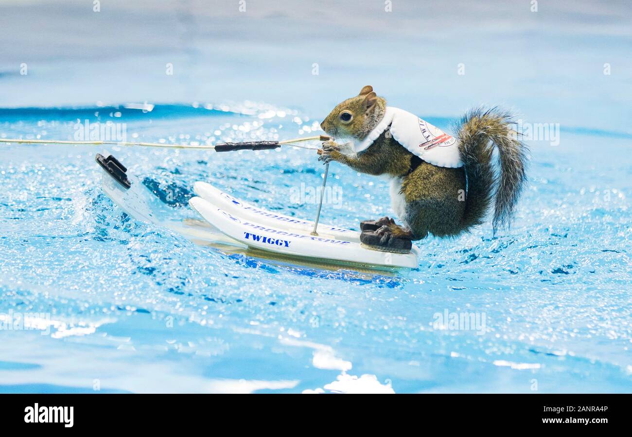 Beijing, Canada. 17th Jan, 2020. A squirrel performs water-skiing during the 2020 Toronto International Boat Show in Toronto, Canada, Jan. 17, 2020. Credit: Zou Zheng/Xinhua/Alamy Live News Stock Photo