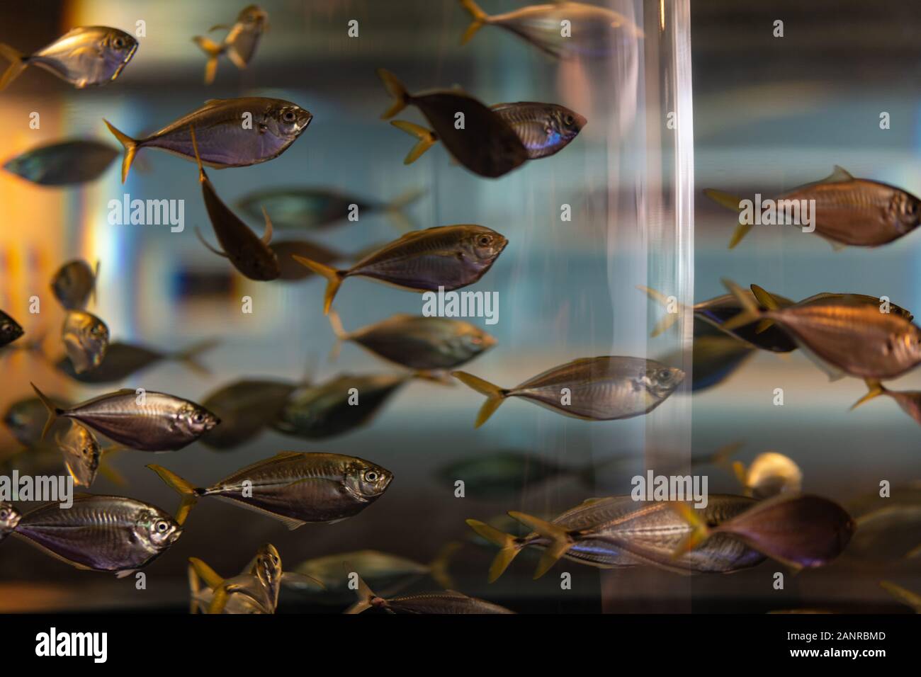 Charleston, South Carolina September 27, 2019. Fish schooling in an