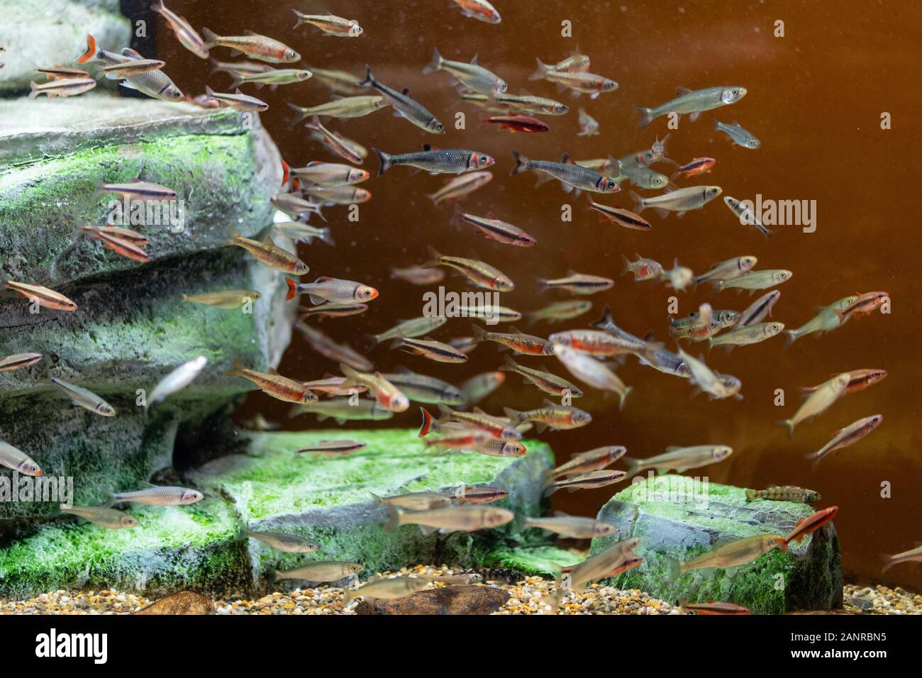 Charleston, South Carolina September 27, 2019. Fish schooling in an
