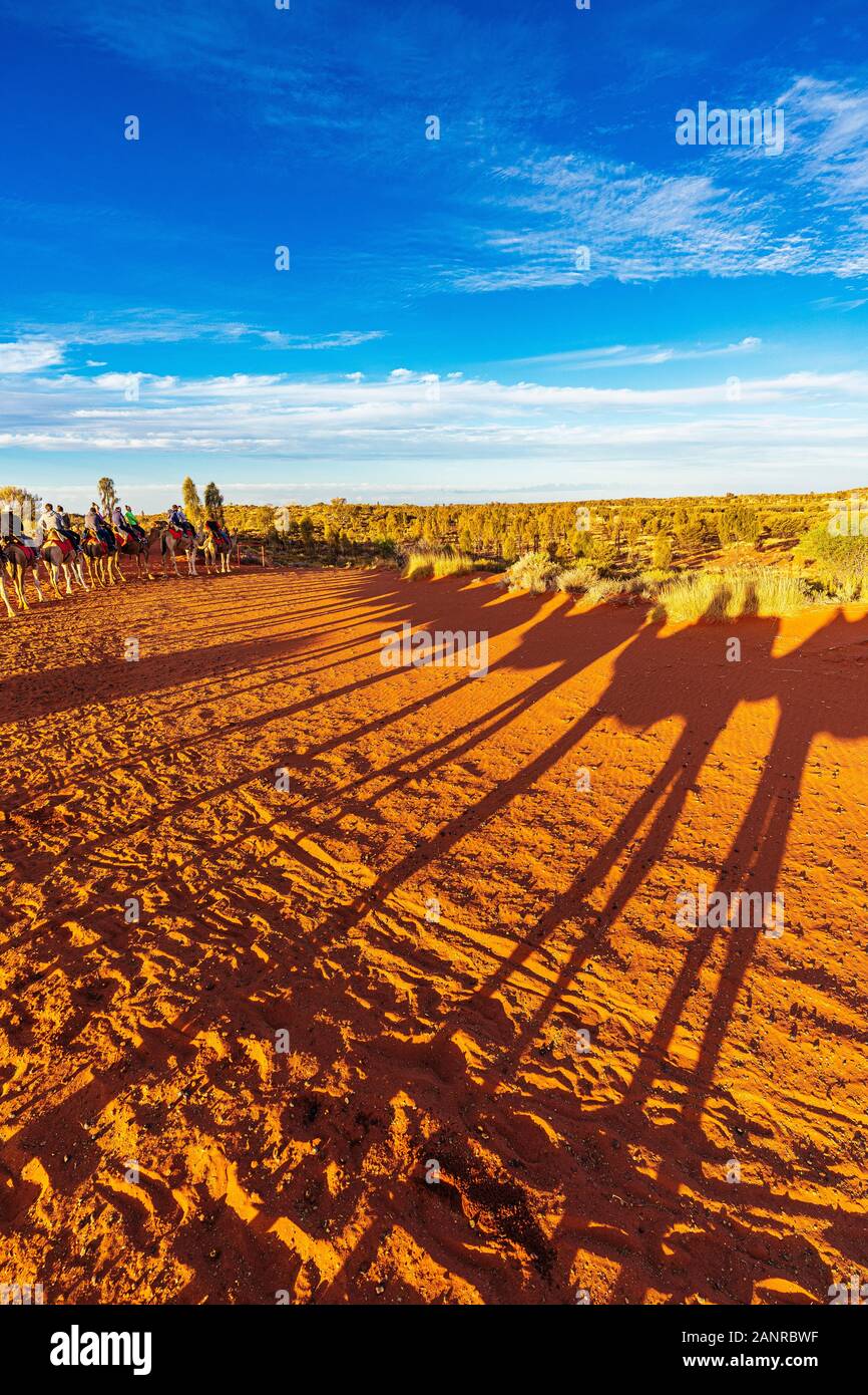 Camel sunset tour near Uluru creates dramatic shadows on the red earth. Yulara, Northern Territory, Australia Stock Photo