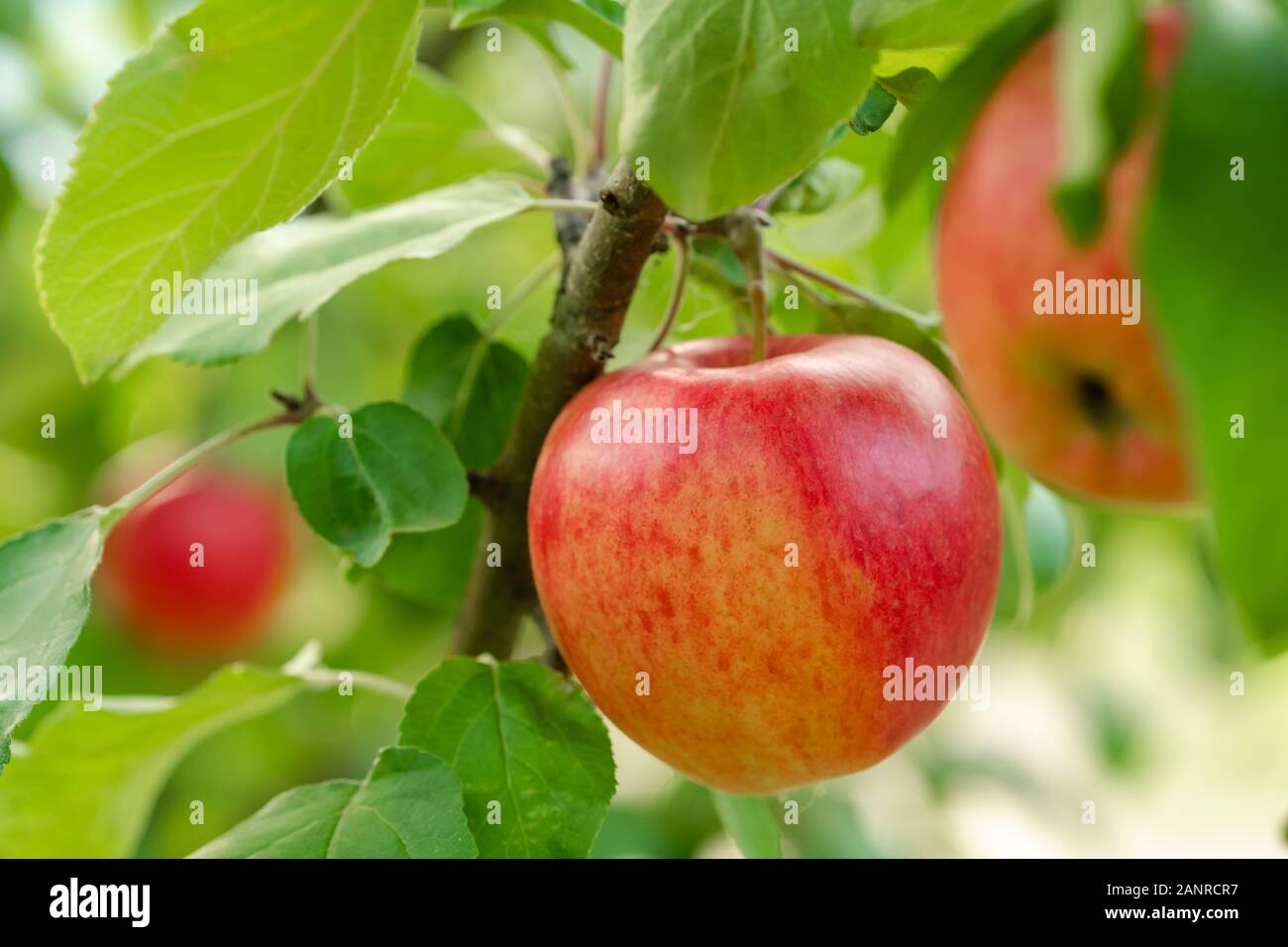 Red apple close-up on the apple tree Stock Photo