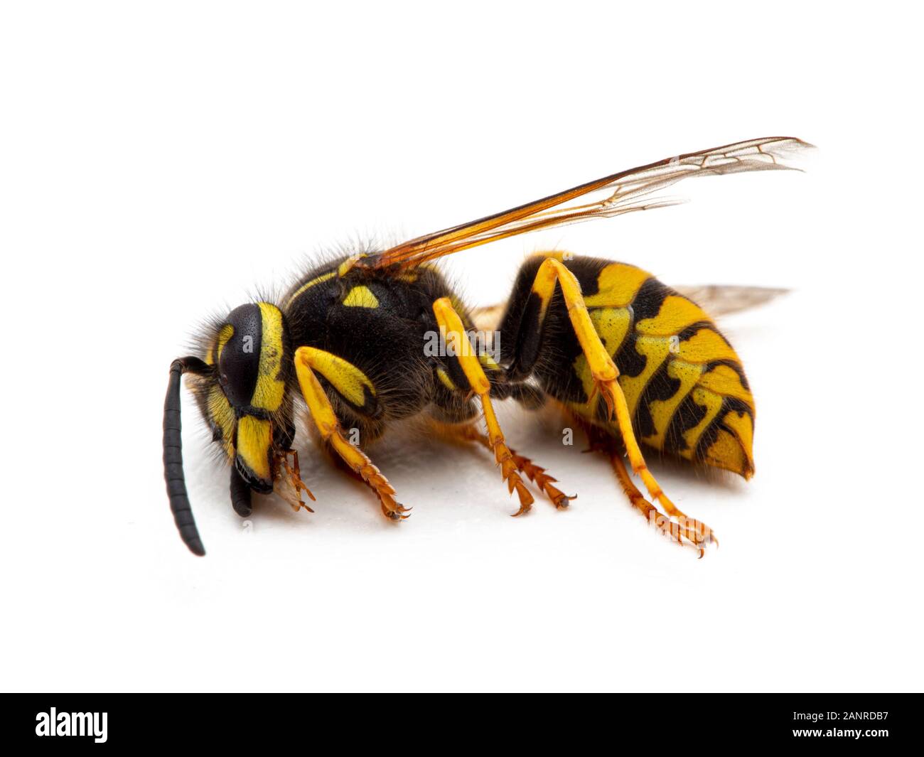 Dead German yellowjacket wasp, Vespula germanica, side view, isolated Stock Photo