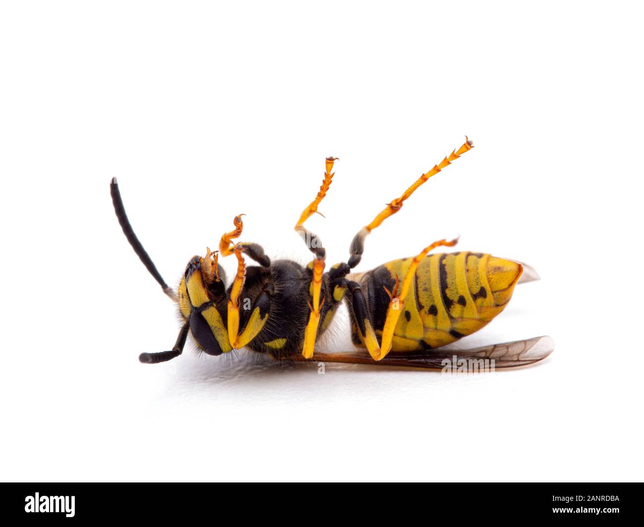 dead German yellowjacket wasp, Vespula germanica, on its back, side view, isolated Stock Photo
