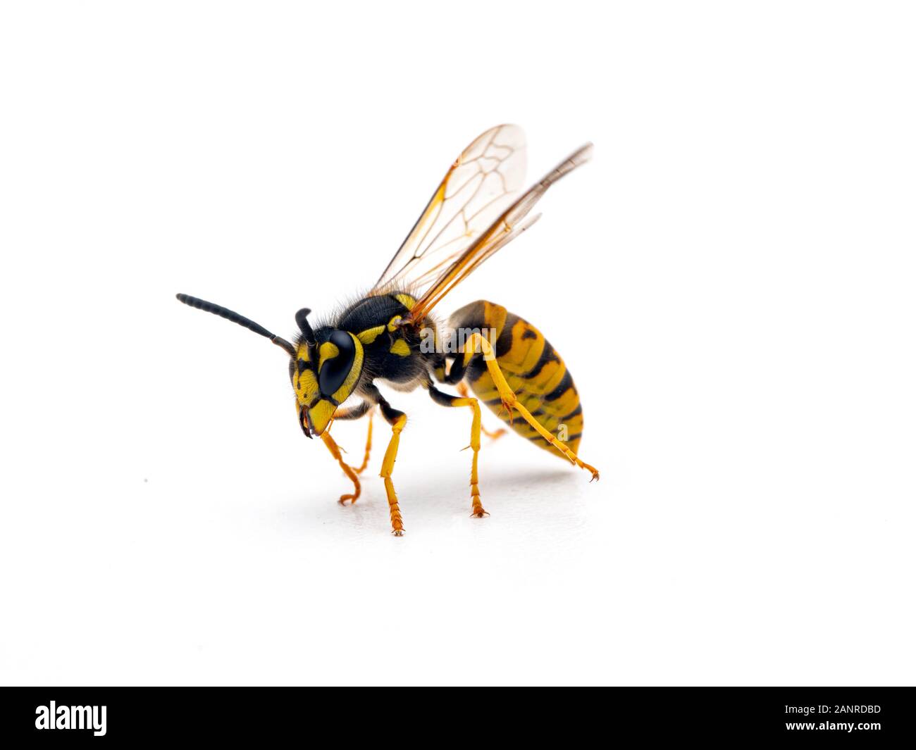 German yellowjacket wasp, Vespula germanica, preparing to fly, isolated Stock Photo