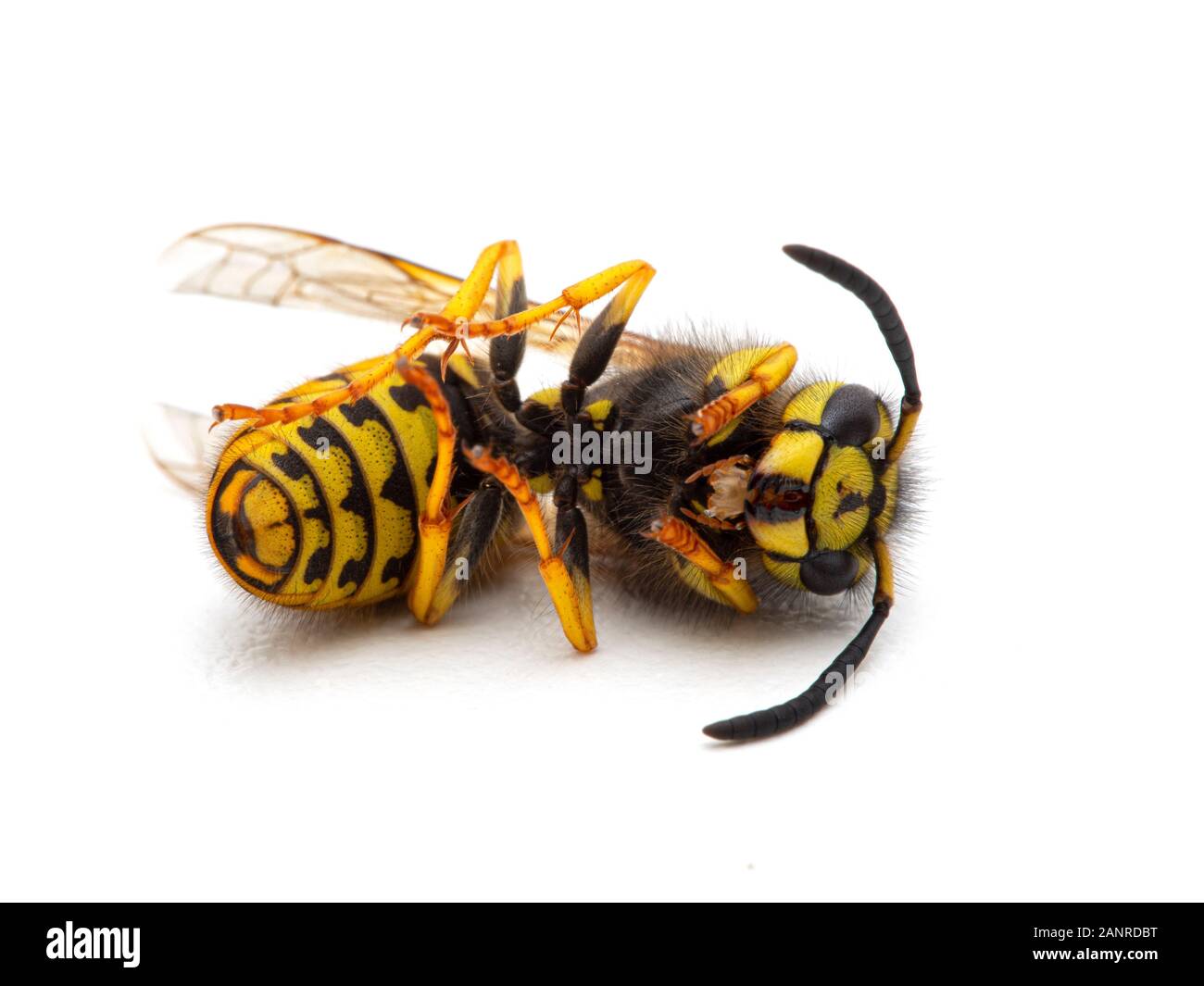 Dead western yellowjacket wasp, Vespula pensylvanica, ventral view, isolated Stock Photo