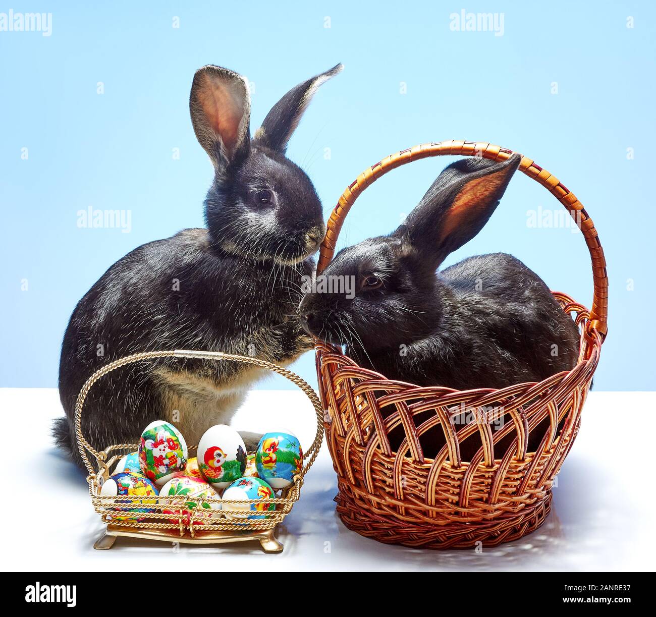 Lovely rabbits hi-res stock photography and images - Alamy
