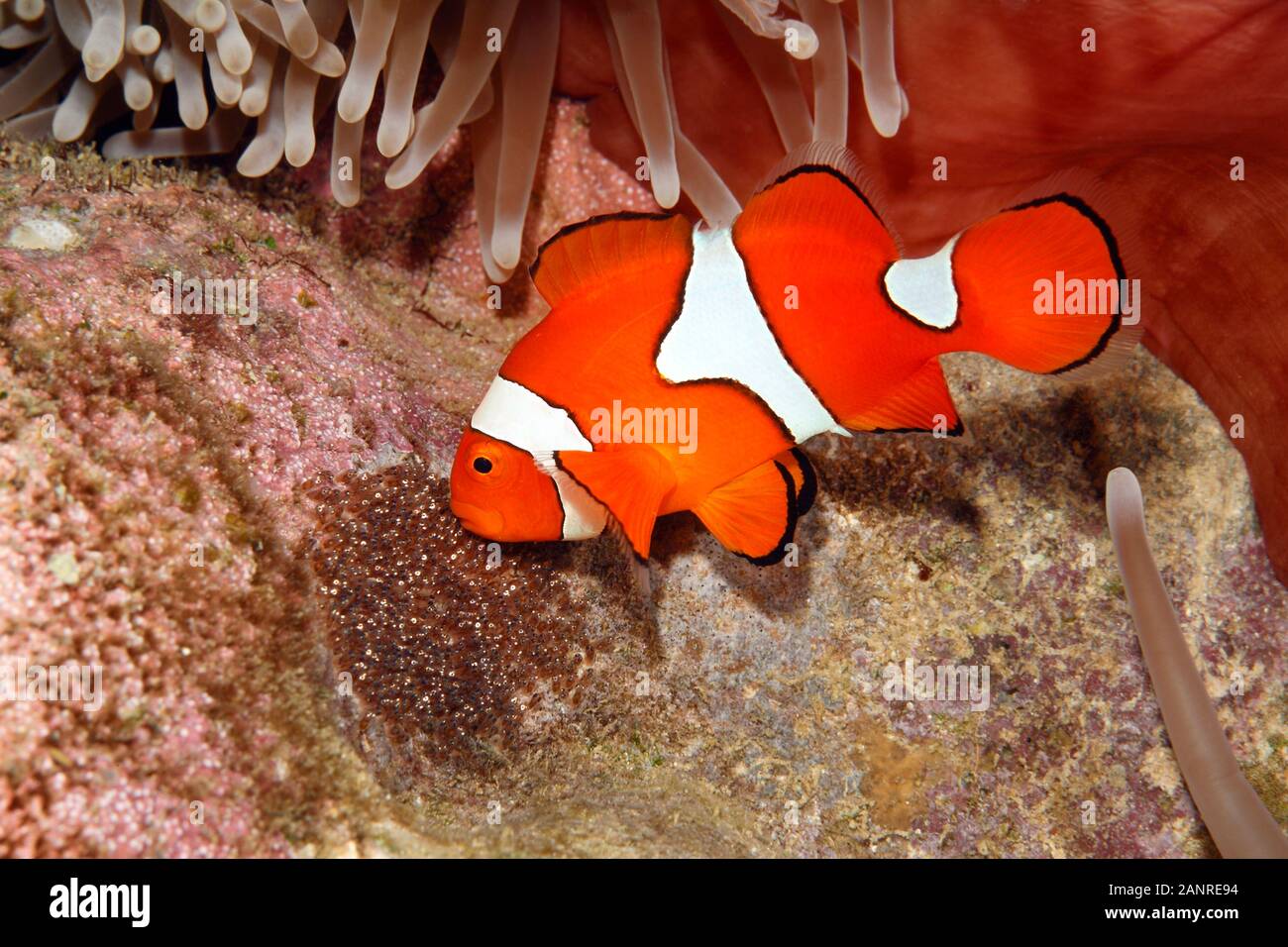 Clownfish, Amphiprion percula, male fish aerating eggs laid cleared substrate underneath the host Magnificent Sea Anemone, Heteractis magnifica Stock Photo
