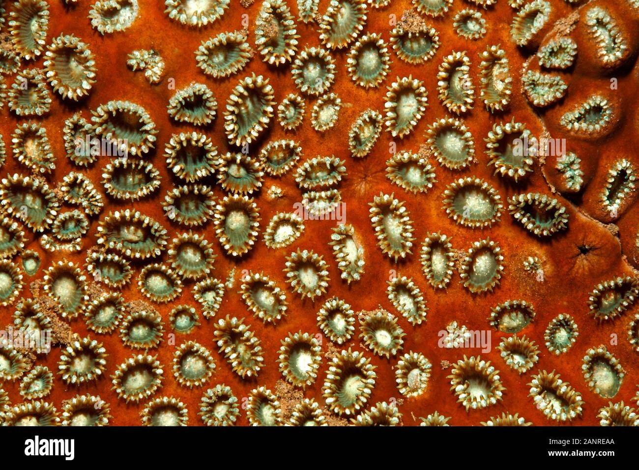 Palythoa zoanthids hires stock photography and images Alamy