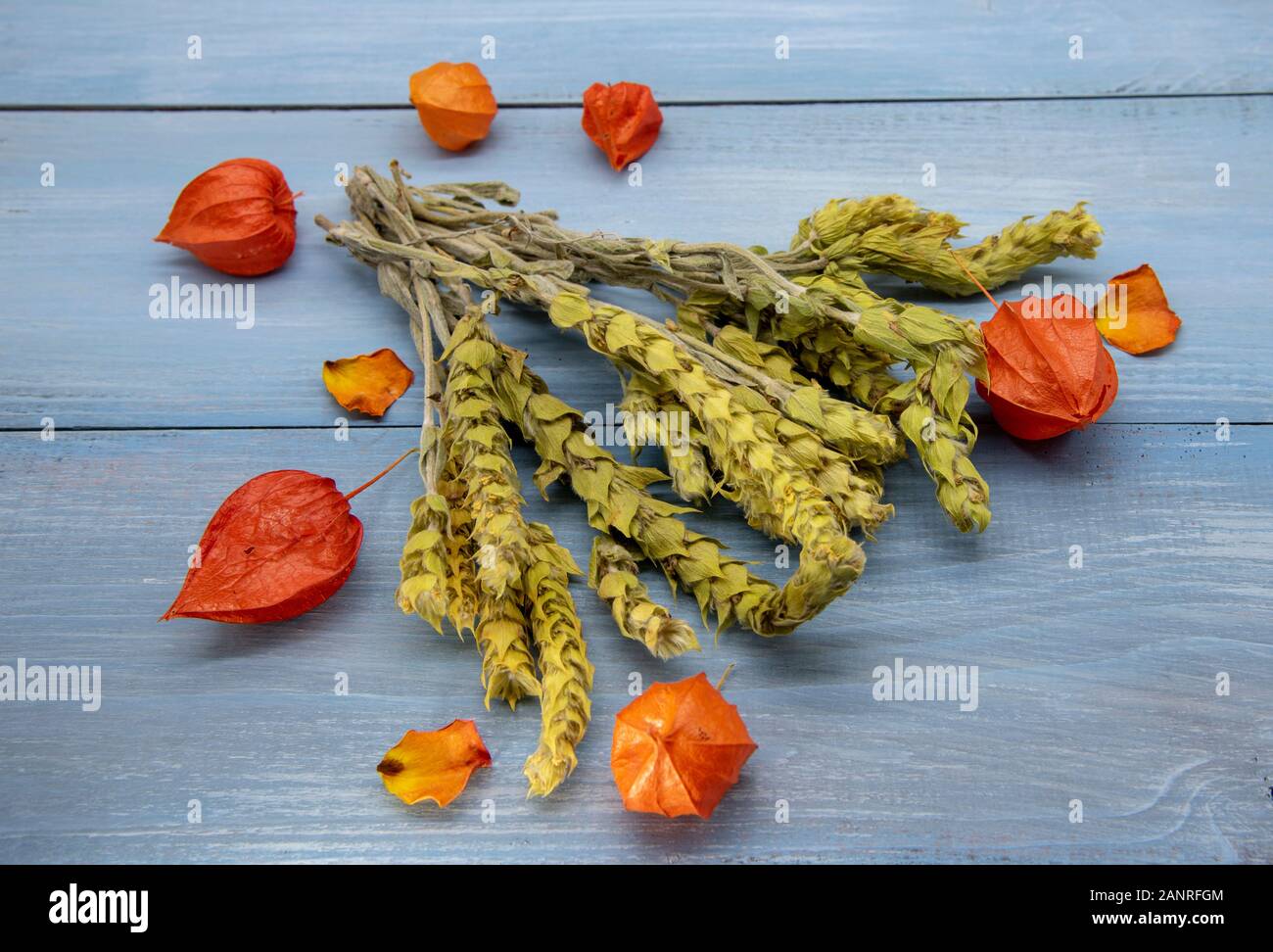 Mursal tea and bright orange physalis on a blue background. Stock Photo