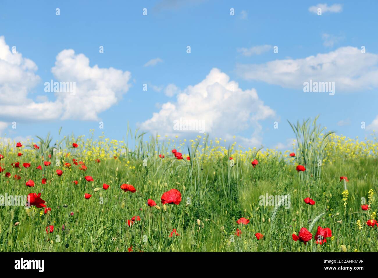 White red poppy poppies landscape hi-res stock photography and images ...