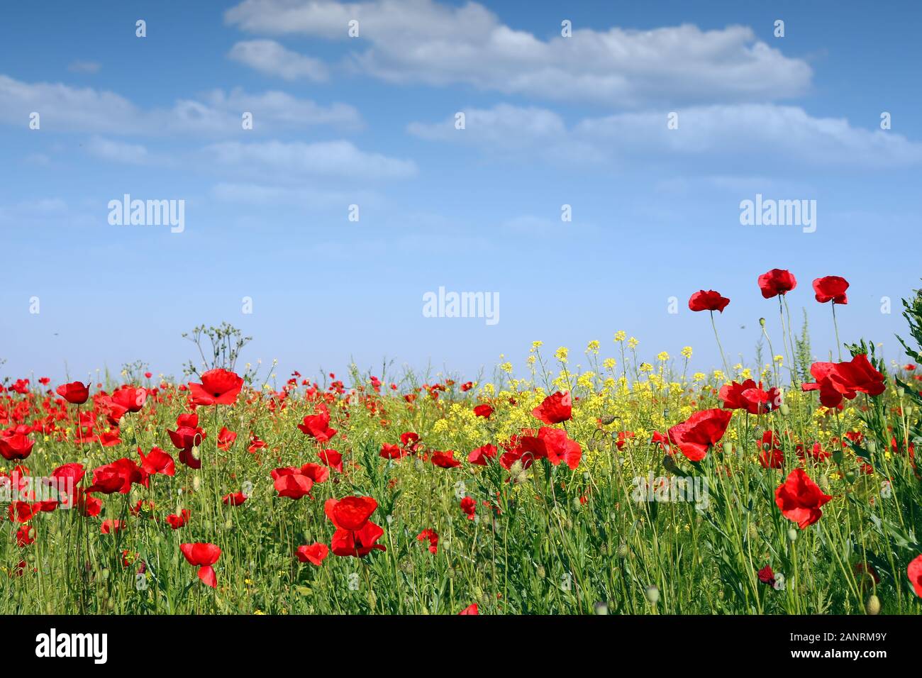 Spring meadow with poppies and wild flowers and blue sky landscape ...