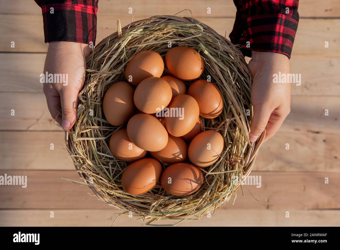 Women wear red striped shirts, put fresh eggs in a rattan baskets placed on wooden floor. Stock Photo