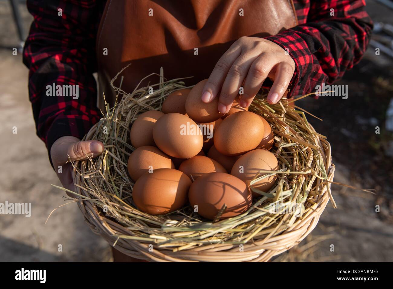A woman holds a rattan basket with fresh eggs. Stock Photo