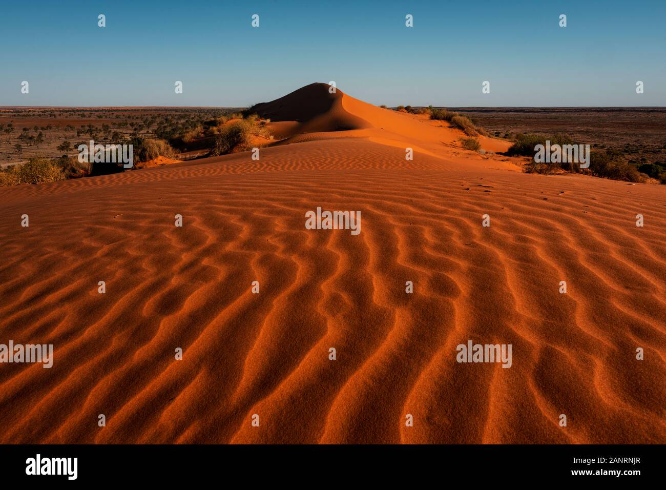 The famous red dunes of Simpson Desert. Stock Photo