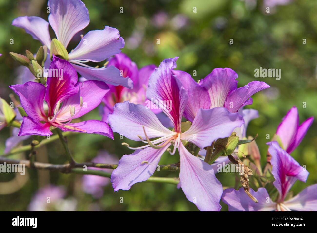 the Bauhinia blakeana or Hong Kong Orchid is the symbolic flower of