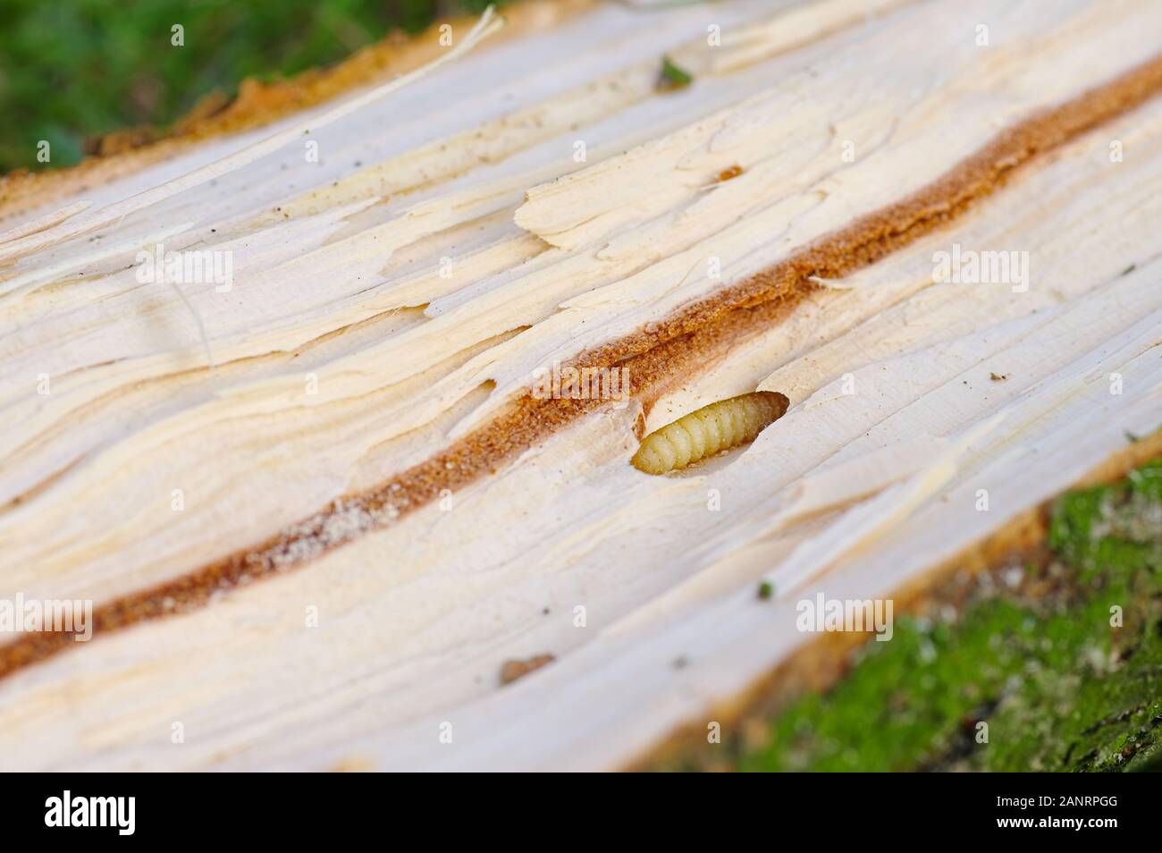 Bark Beetle pupae and galleries in spruce  wood Stock Photo
