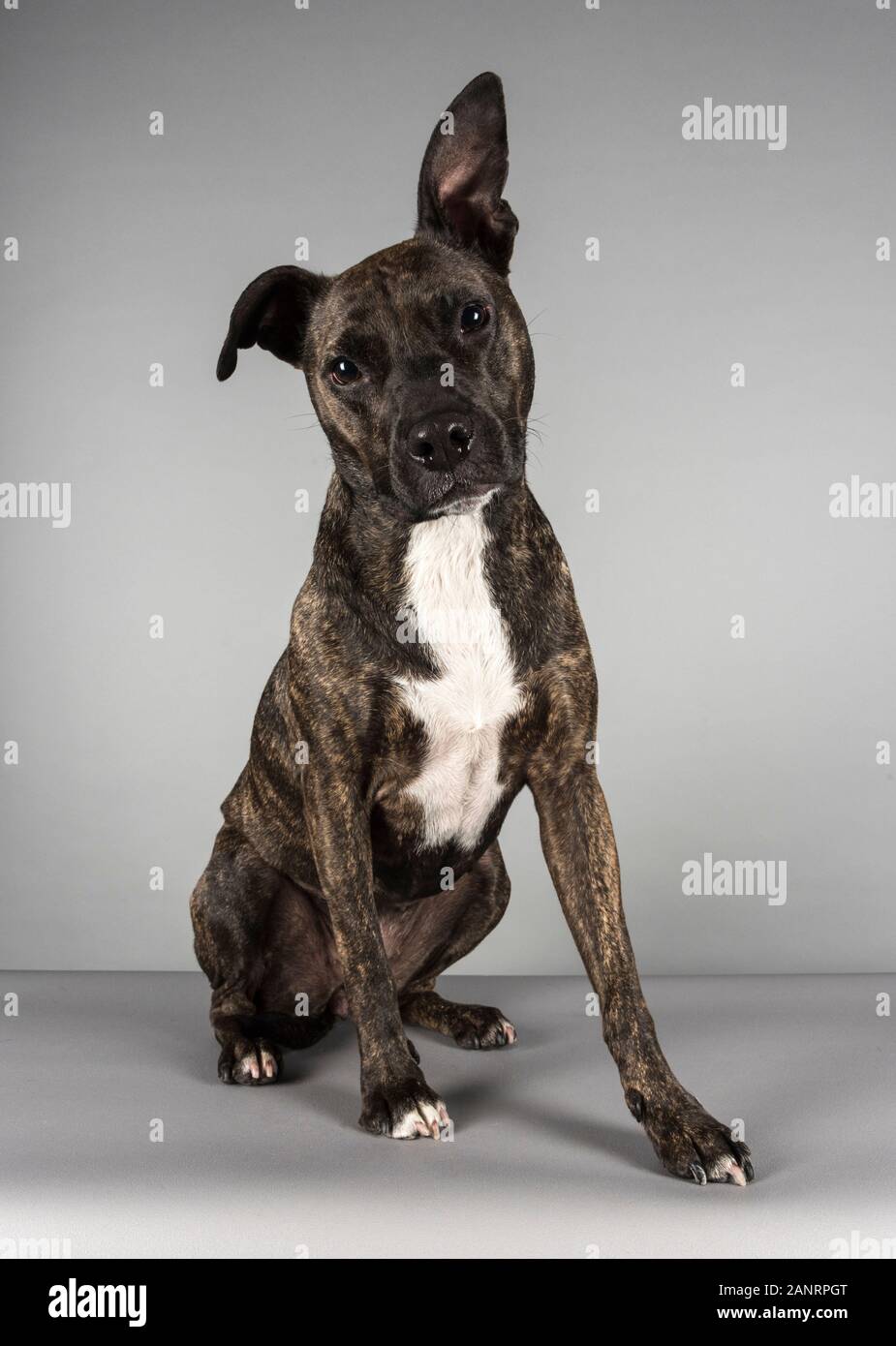 3.5 years old Staffie Lurcher crossbreed brindle, UK. Stock Photo