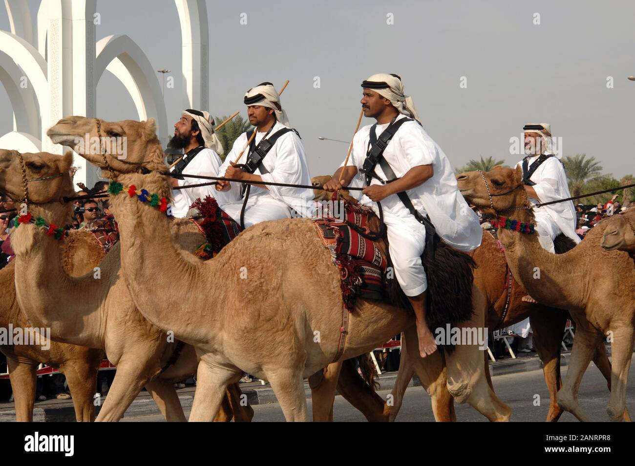 Doha, Qatar National Day, Camels parade on Corniche Stock Photo Alamy