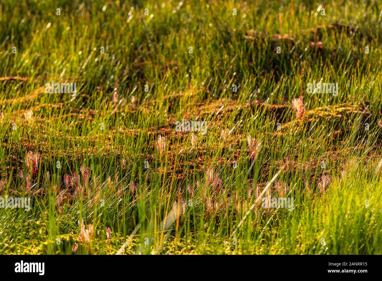 Carnivorous plant in the bog (natural environment). Drosera anglica -  English sundew or great sundew. Stock Photo