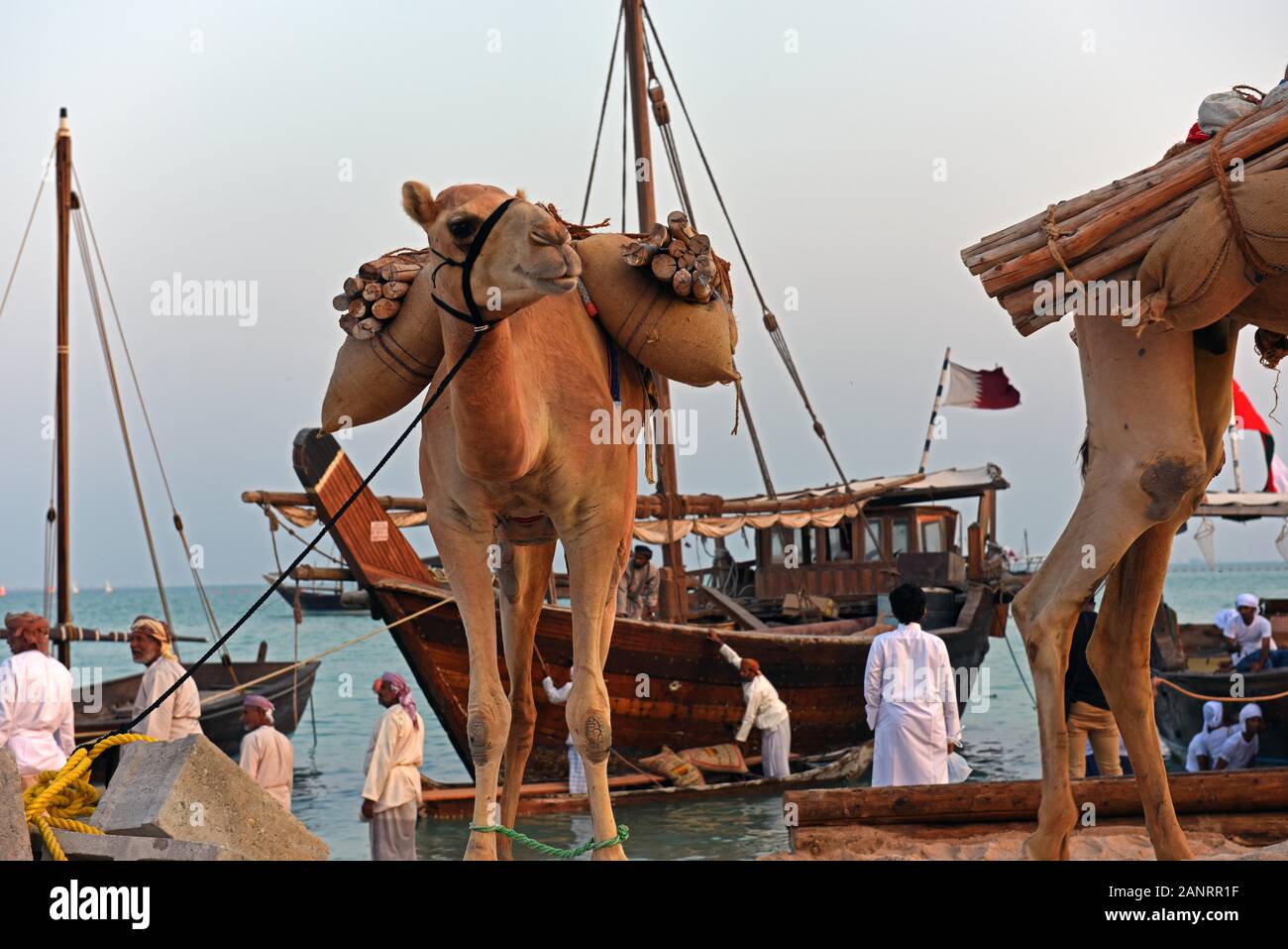 Camel carrying wooden sticks, Katara Traditional Dhow Festival, Doha