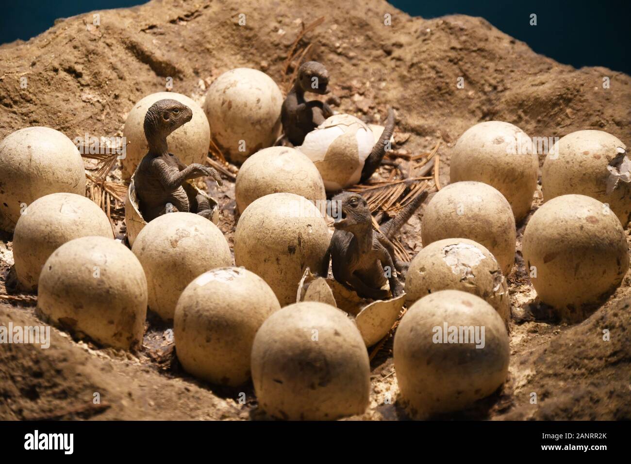 Baby dinosaurs hatching from eggs model in the Dinosaur Gallery at the Natural History Museum, London, England, UK Stock Photo