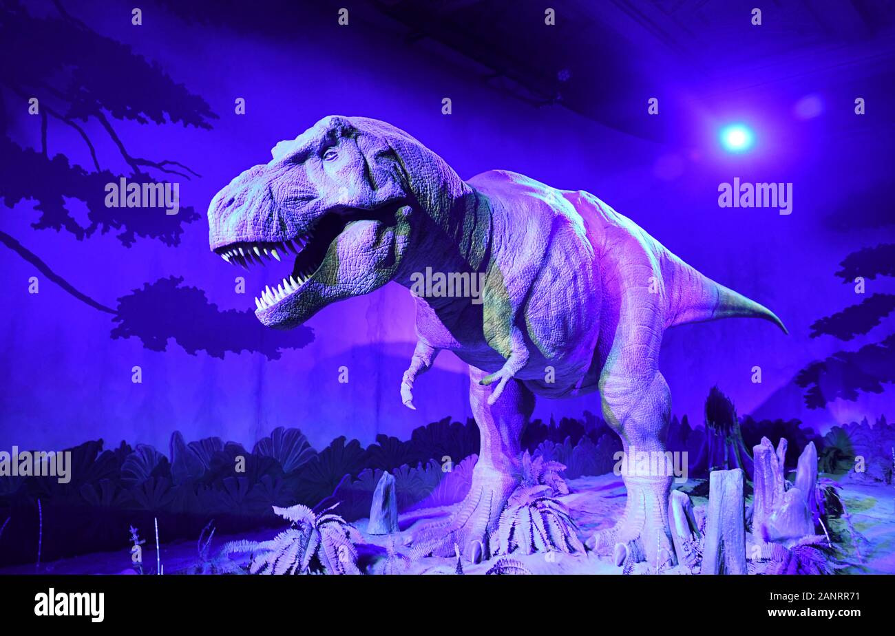 A moving, animatronic T-Rex in the The Dinosaur Gallery at the Natural History Museum, London, England, UK Stock Photo