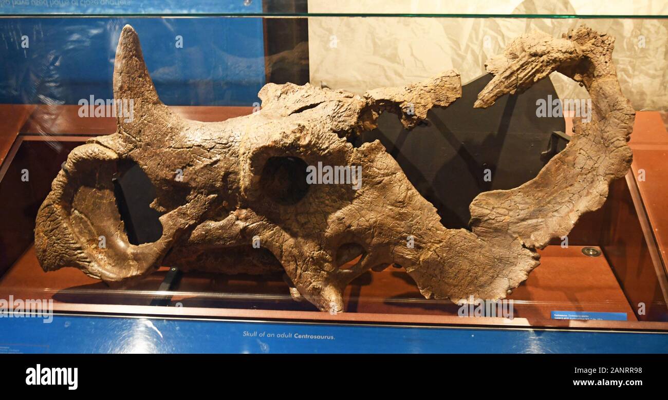 Skull of an adult centrosaurus in the Dinosaur Gallery at the Natural History Museum, London, England, UK Stock Photo