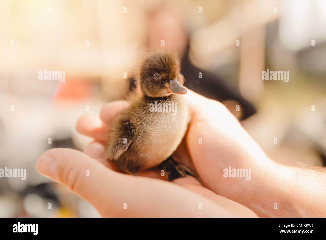 Rescue of duckling bird from forest fires in hands person Stock Photo ...