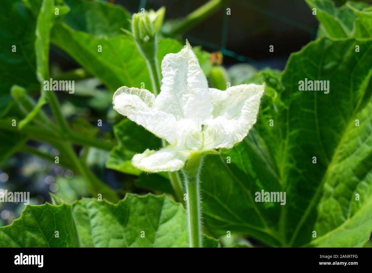 Bottle gourd flower hires stock photography and images Alamy