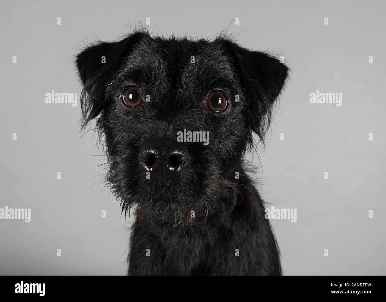Border terrier crossed with a Patterdale terrier 8 months old
