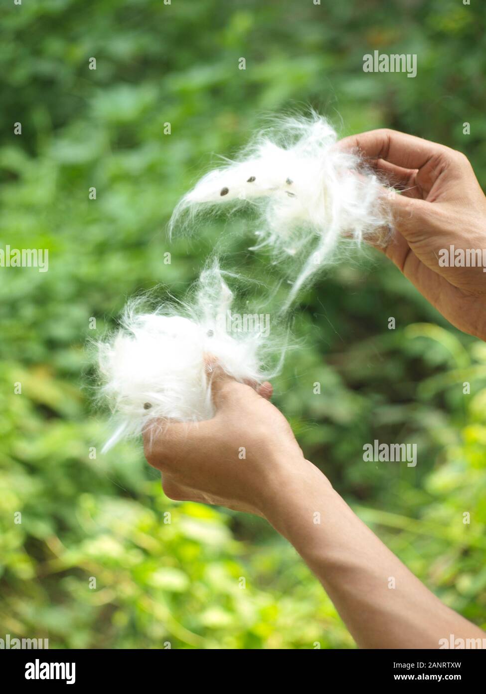 Hand picking cotton hires stock photography and images Alamy